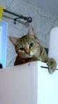 katten 