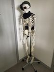 anatomiska korrekt plast skelett