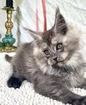 Sagolik Mainecoon kattunge med stamtavla!