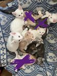 Kattungar