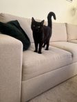 katt