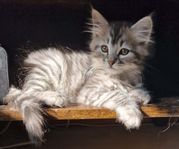 Kattungar, blandras
