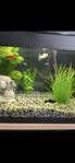 Akvarium