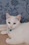 Thailändsk katten