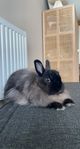Kanin hona kastrerad 6år  