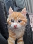 Orange kattunge