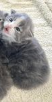 Ragdoll mix 