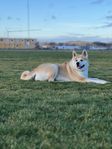 Akita Inu tik, 3 år, söker nytt hem