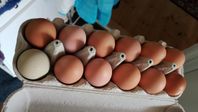 ägg