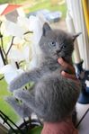 Kattungar 50% Helig Birma 