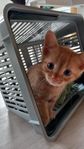 katt 