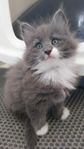 Kattungar maine coon/ norsk skogkatt