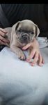 Fransk bulldog