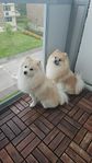 pomeranian 