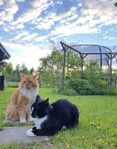 2 hankatter söker hem