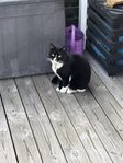 Honkatt, Bondkatt 