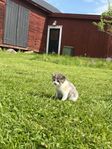 kattungar