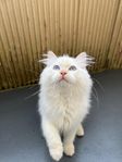 Billiga Ragdoll Kattungar