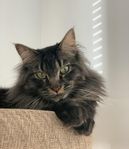 Maine coon/norsk skogskatt söker nytt hem