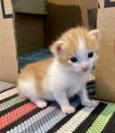 Kattungar