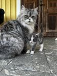 Kattungar 