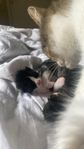kattunge