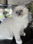 Ragdoll honor med stamtavla