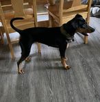 Pinscher tik (Mellanpinscher)