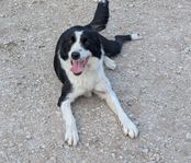 BORDER COLLIE