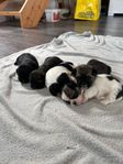 Shih Tzu/ Lhasa apso valpar
