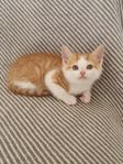 Kattunge hane