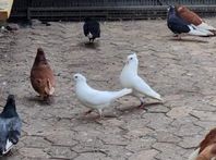 Duvor Serbiska högflygare helt vita