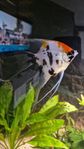 akvarium 375L