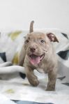 American Bully valpar – 1 tik & 4 hanar – ABR-registrera