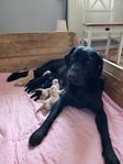 Labradorvalpar 