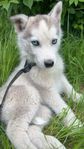 Sibirien hasky 