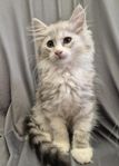 Maine coon kattungar