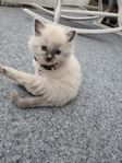 Ragdoll katter 