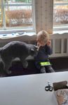 söker katt/kattunge