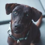 Omplacering av snäll gatuhund från indonesien