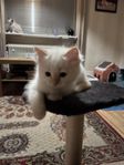 Fina leveransklara ragdolls säljes