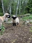 blandras walliskt svartnosfår