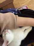 kattunge