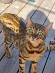 Bengal hona 2 år