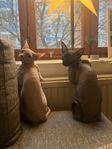Två sphynx katter 