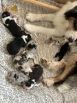 australian shepherd valpar