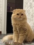 Brittiskt / perser katt