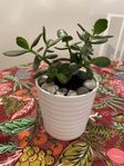 Växer, palettbland , tomatplanta , chiliplantor