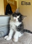 underbar Maine Coon / skogskatt blandis 