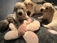 Golden Retriever Valpar